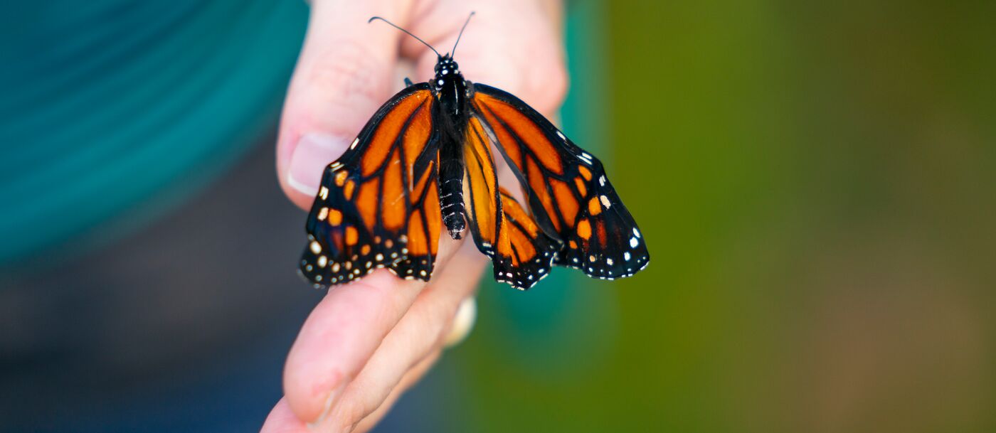 Staying close to home this spring? Plant a pollinator garden. | Trust ...