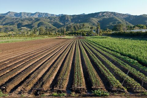 Crop rows below the Rancho Monte Alegre property. 
